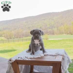 Kingston, Cane Corso Puppy